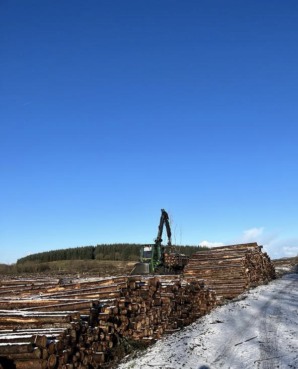 Timber harvesting